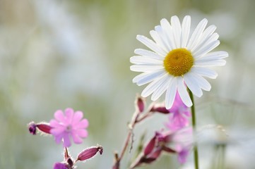 Obraz premium Daisy (Leucanthemum)