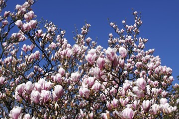 Blooming Saucer magnolia (Magnolia x soulangiana)