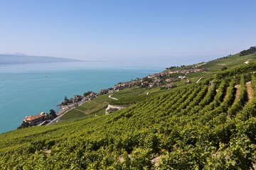 View across the vineyards near Vevey towards Chateau de Glerolles, Lake Geneva at back, Vevey, Canton Vaud, Lake Geneva, Switzerland, Europe