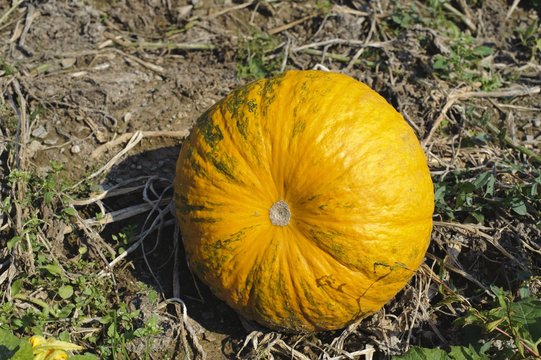 Styrian Oil Pumpkin (Cucurbita pepo var. styriaca), wine region, Southern Styria, Styria, Austria, Europe