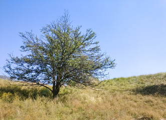 The Plateau Autumn Scene