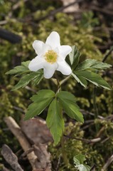 Wood anemone, windflower (Anemone nemorosa), Untergroeningen, Baden-Wuerttemberg, Germany, Europe