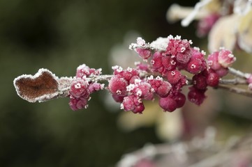 Coralberry, Buckbrush or Indian currant (Symphoricarpos orbiculatus), berries covered with hoar frost, Untergroeningen, Baden-Wuerttemberg, Germany, Europe