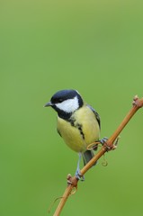 Great Tit (Parus major)