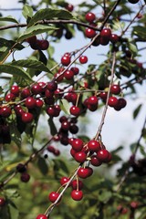 Sour cherries (Prunus cerasus)