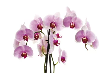 Crédence en verre imprimé Orchidée Orchidée (Orchidaceae), rose blanc