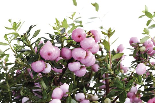 Chaura (Pernettya mucronata)