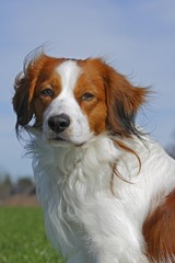 Kooikerhondje or Kooiker Hound (Canis lupus familiaris), young male dog, portrait