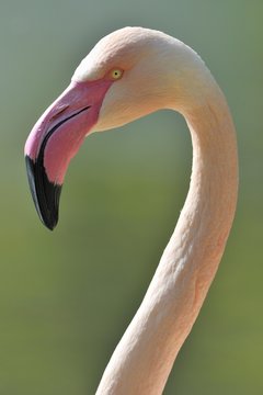 Chilean Flamingo (Phoenicopterus chilensis), portrait