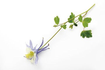 Columbine (Aquilegia vulgaris), blue