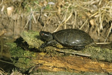 European Pond Terrapin (Emys orbicularis) resting in the sun on a tree log