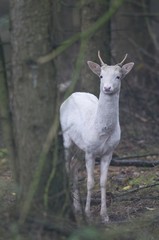 White fallow deer (Dama dama), Lathen, Emsland, Germany, Europe