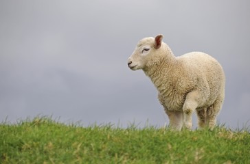 Fototapeta premium Lamb on the dyke of the Elbe river at Kollmar, Schleswig-Holstein, Germany, Europe