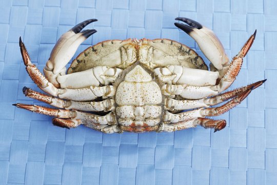 Edible crab (Cancer pagurus)