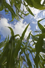 Maize leaves from below against the sky