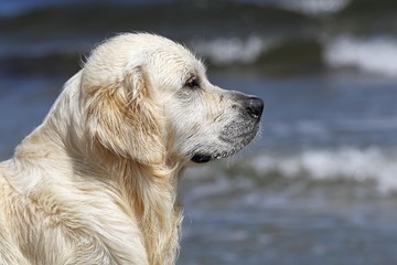 Golden Retriever dog (Canis lupus familiaris), male, two years, portrait