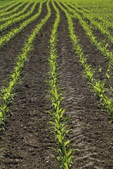 Young maize plants on a field, cultivation for biogas, Upper Swabia, Baden-Wuerttemberg, Germany,...
