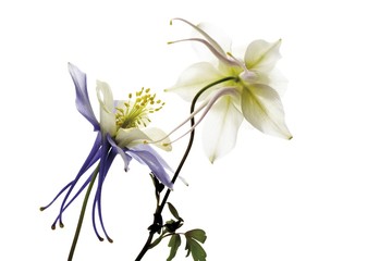 Columbine (Aquilegia vulgaris), blue and white