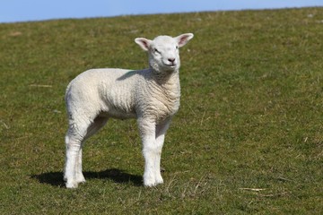 Fototapeta premium Lamb, Domestic Sheep (Ovis ammon f. Aries) on a dyke, Schleswig-Holstein, Germany, Europe