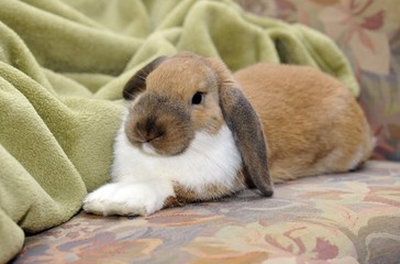 English Lop (Oryctolagus cuniculus)