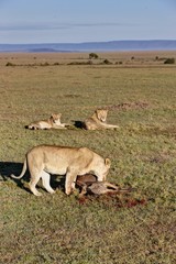 Lioness (Panthera leo) feeding on wildebeest (Connochaetes taurinus) observed by two young lions, Masai Mara National Reserve, Kenya, East Africa, Africa, PublicGround, Africa