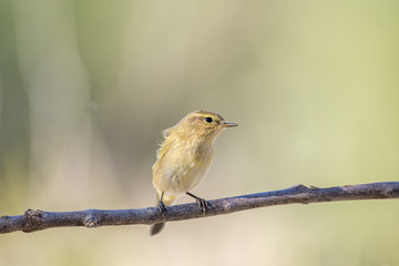 Chiffchaff
