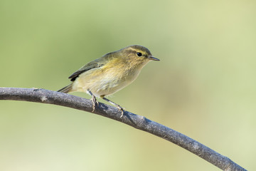 Chiffchaff
