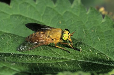 Silvius alpinus horse-fly, male