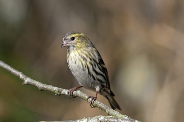 Siskin (Carduelis spinus), female, Untergroeningen, Baden-Wuerttemberg, Germany, Europe