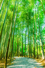 京都 竹林