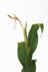 Spiked Ginger Lily, Sandharlika, Kapur kachri or Takhellei (Hedychium spicatum), medicinal plant
