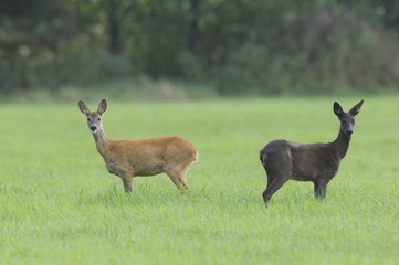 Roe deer (Capreolus capreolus)
