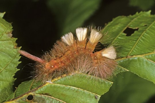 Red-Tailed Moth (Dasychira pudibunda), caterpillar, red version of the species