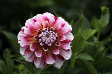 Fototapeta premium Flowering Dahlia (Dahlia)
