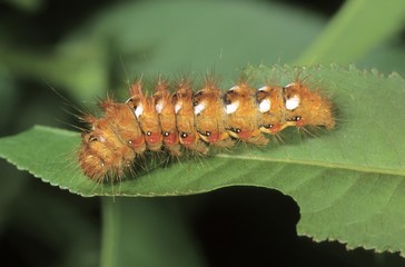 Knot Grass Moth (Pharetra rumicis) caterpiller