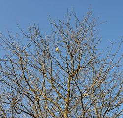 Lonely apple on autumn naked tree on sky background.