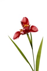 Tiger lily (Tigrida pavonia)