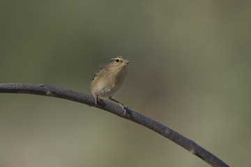 Chiffchaff
