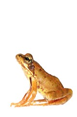 Fototapeta premium Common frog (Rana temporaria), juvenile