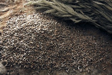 Rye (Secale cereale) with spikes on a slab