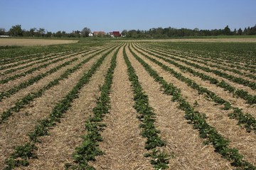 Fototapeta na wymiar Plants sowed on a field, seeding rows