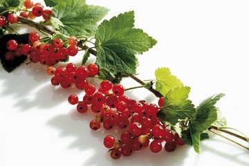 Red currants on branch with leaves