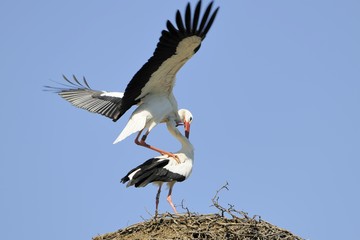 White Storks (Ciconia ciconia), mating