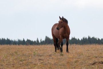 Bay wild horse stallion on Sykes ridge in the Pryor Mountains wild horse range in Montana United...