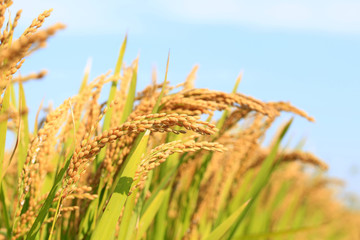 Rice paddies © zhengzaishanchu