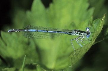 White-legged Damselfly (Platycnemis pennipes), male