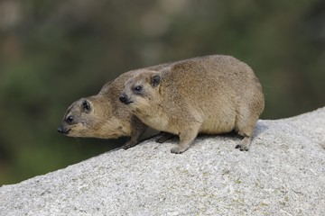 Rock Hyrax or Cape Hyrax (Procavia capensis)