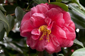 Obraz premium Flower, Camellia (Camellia japonica)