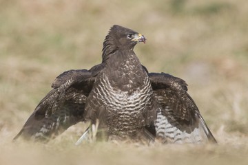 Buzzard (Buteo buteo)