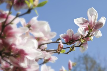 Magnolia (Magnolia), blossoms on a tree